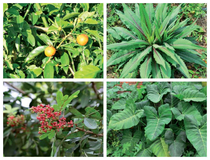 Plantas Aliment&iacute;cias N&atilde;o Convencionais s&atilde;o op&ccedil;&otilde;es nutritivas e at&eacute; medicinais – Foto: Reprodu&ccedil;&atilde;o/Montagem/ND