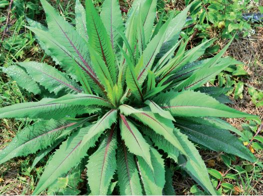 Almeir&atilde;o-Roxo – Foto: Altamiro M. Matos/Reprodu&ccedil;&atilde;o/Epagri