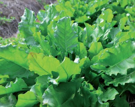 Azedinha – Foto: Aires Mariga/Epagri