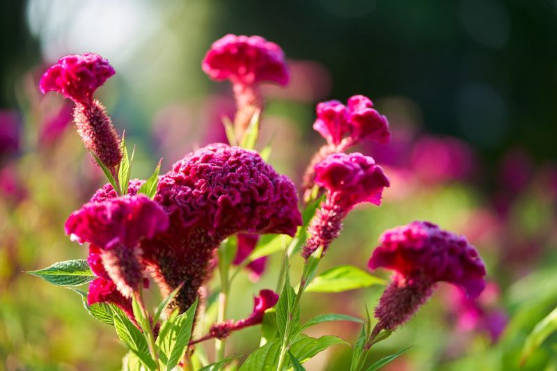 A Crista-de-galo se dá muito bem com a estação, principalmente no início da primavera até o fim do verão. Muito popular em jardins espalhados pela cidade e apreciada por uma peculiaridade, suas flores são bastante volumosas, fazendo-a se destacar entre as outras. – Foto: Pixabay