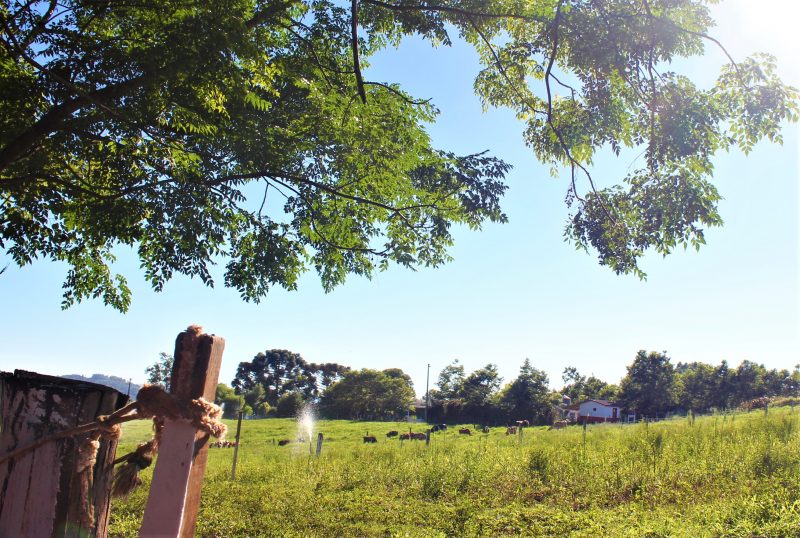 Ambiente no campo recebe cuidados e preservação – Foto: Divulgação