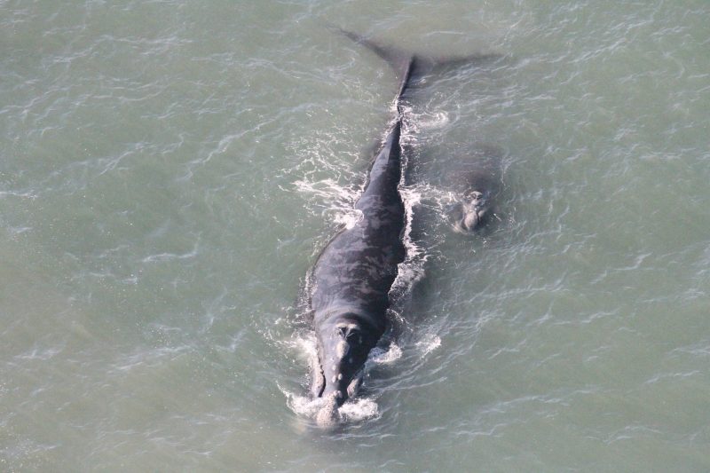 Sobrevoo avistou baleias acompanhadas de filhotes e animais sozinhos – Foto: Carolina Bezamat/Divulga&ccedil;&atilde;o