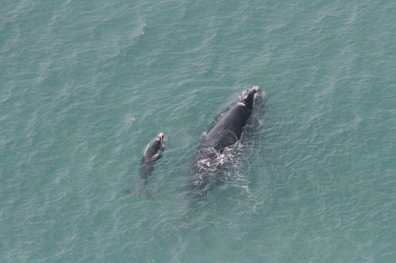 Intitulado expedi&ccedil;&atilde;o ProFRANCA, este sobrevoo foi uma a&ccedil;&atilde;o conjunta do Programa de Monitoramento das Baleias-francas da SCPAR Porto de Imbituba (SC) e do Projeto Franca Austral, realizado pelo Instituto Australis, com patroc&iacute;nio da Petrobras – Foto: Carolina Bezamat/Divulga&ccedil;&atilde;o