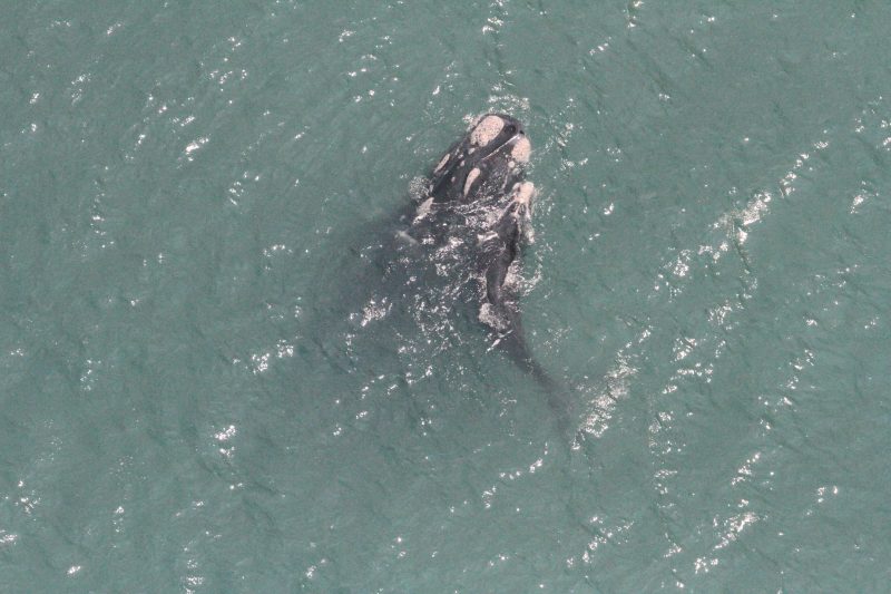 A baleia-franca &eacute; uma esp&eacute;cie ainda amea&ccedil;ada de extin&ccedil;&atilde;o no Brasil, e conta com uma popula&ccedil;&atilde;o estimada em 500 indiv&iacute;duos e uma taxa de crescimento de 4% ao ano – Foto: Carolina Bezamat/Divulga&ccedil;&atilde;o