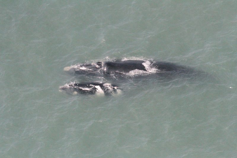 A realiza&ccedil;&atilde;o e continuidade deste monitoramento sistem&aacute;tico de longo prazo &eacute; fundamental para acompanhar a recupera&ccedil;&atilde;o populacional da esp&eacute;cie no sul do Brasil – Foto: Carolina Bezamat/Divulga&ccedil;&atilde;o