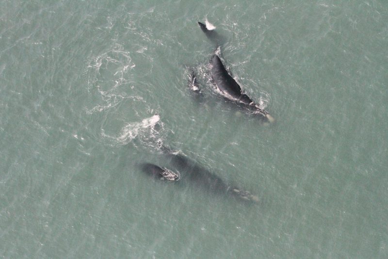 A maior concentra&ccedil;&atilde;o foi observada em Laguna, com 24 indiv&iacute;duos – Foto: Carolina Bezamat/Divulga&ccedil;&atilde;o