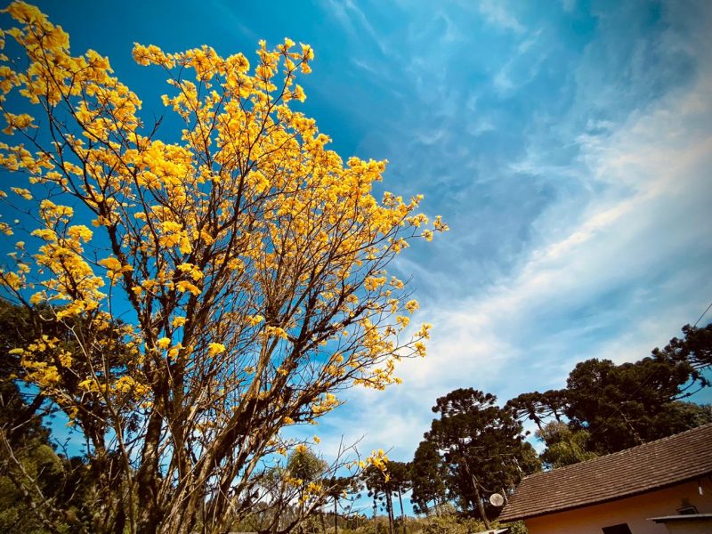 Previsão do tempo em Blumenau – Foto: Móisés Stuker/NDTV
