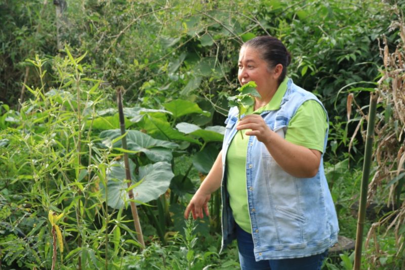 Noeli Pinheiro segura na m&atilde;o uma Valeriana, ch&aacute; calmante. S&iacute;tio Flora Bioativas – Foto: Artur Bezerra