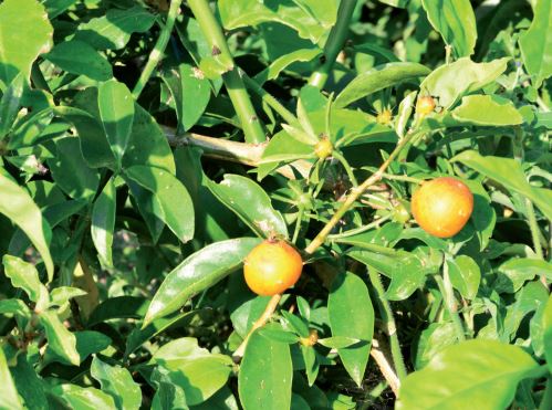 Ora Pro Nobis – Foto: Aires Mariga/Epagri