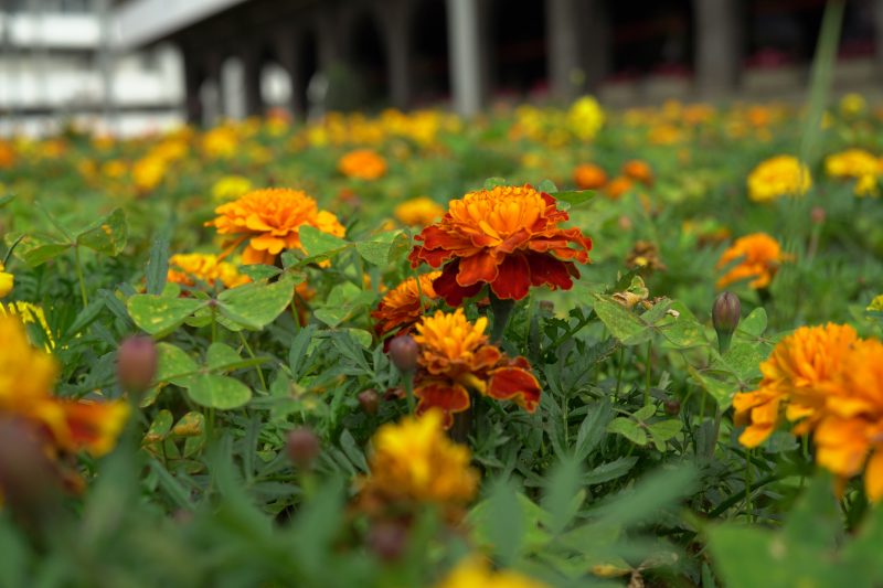 Tagete &eacute; uma planta para se ter no jardim, al&eacute;m da beleza, pode contribuir repelindo insetos – Foto: Arquivo/Vin&iacute;cius Bretzke/NDTV