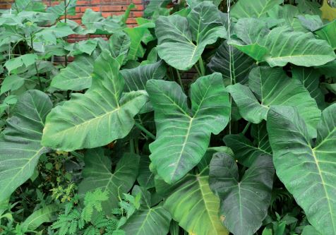 Taioba – Foto: Aires Mariga/Epagri