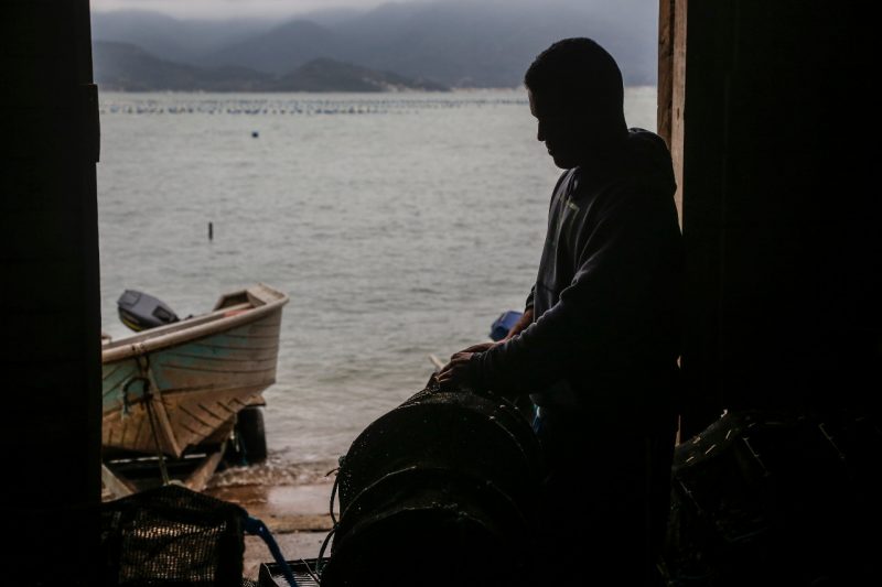 O cultivo de moluscos é a principal atividade econômica do Ribeirão da Ilha – Foto: Anderson Coelho/ND