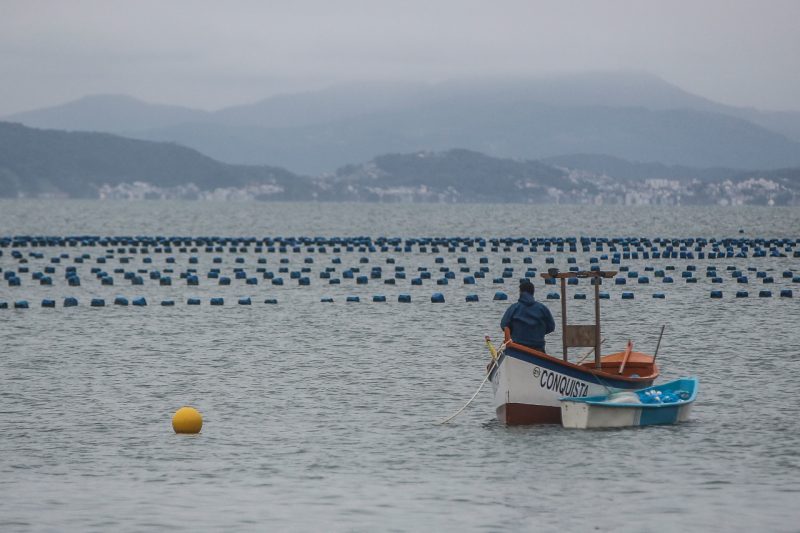 &Aacute;reas de cultivos de moluscos na Grande Florian&oacute;polis sofrem novas interdi&ccedil;&otilde;es – Foto: Anderson Coelho/ND