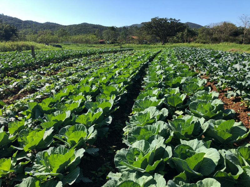 Planta&ccedil;&atilde;o de couve do S&iacute;tio Flora Bioativas – Foto: Artur Bezerra