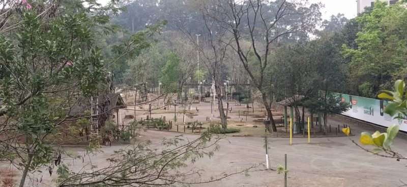 Troca de &aacute;rvores ex&oacute;ticas por nativas&nbsp; – Foto: Felipe Kreusch/NDTV