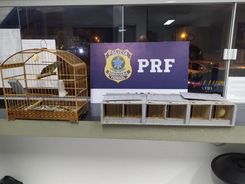 PRF apreende 6 Trinca Ferro capturados ilegalmente em Blumenau, na BR 470 – Foto: Divulga&ccedil;&atilde;o/PRF