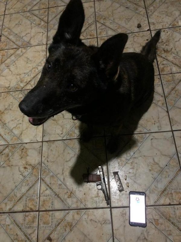 C&atilde;o farejador da PM localiza a arma – Foto: Pol&iacute;cia Militar/ND