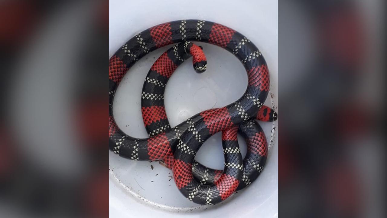 Saiba o que fazer se encontrar uma cobra dentro de casa