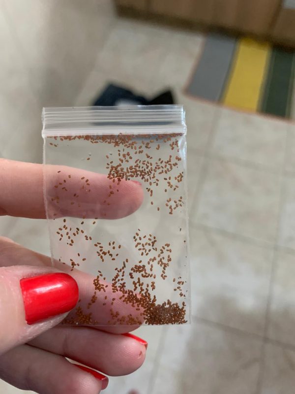 Caroline Fernandes, de Florian&oacute;polis, recebeu pacote desconhecido junto com compras – Foto: Reprodu&ccedil;&atilde;o/ND