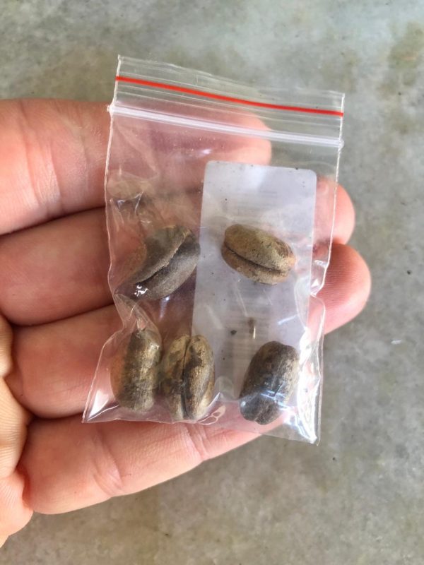 Sementes vieram com produtos de decora&ccedil;&atilde;o compradas por morador de Jaragu&aacute; do Sul&nbsp; – Foto: Gabriel Zapella/Divulga&ccedil;&atilde;o