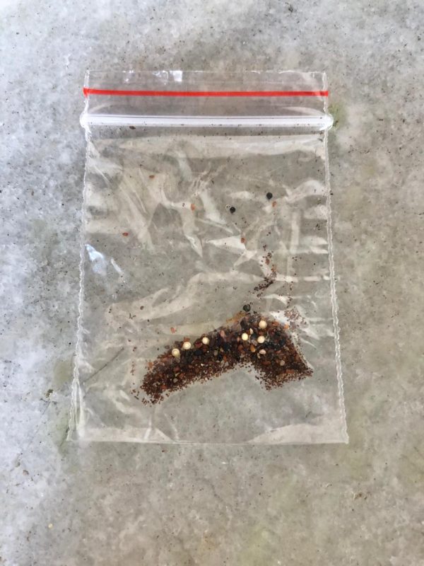 Origem das sementes vai ser investigada – Foto: Gabriel Zapella/Divulga&ccedil;&atilde;o