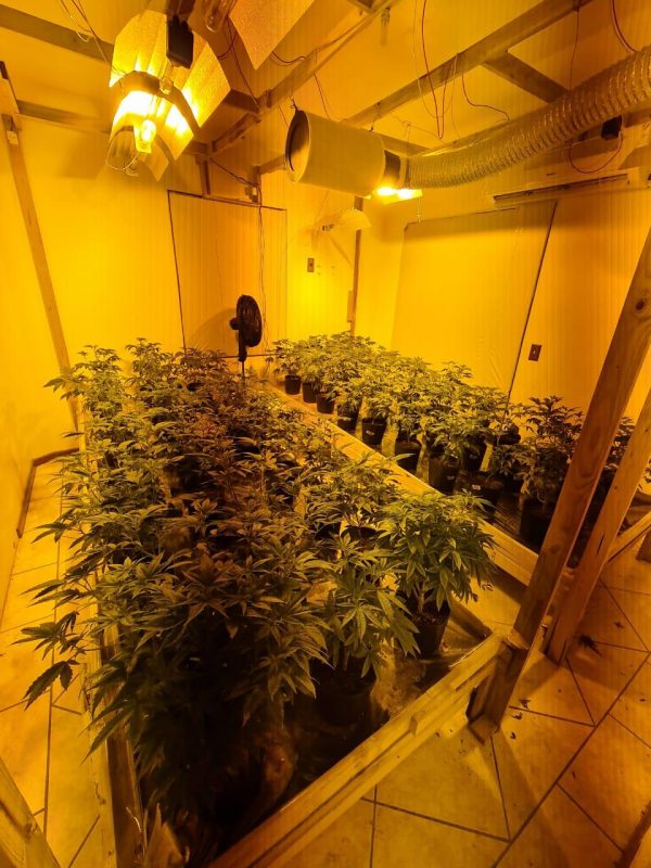 Estufas foram localizadas dentro de uma casa – Foto: Divulga&ccedil;&atilde;o/PMSC