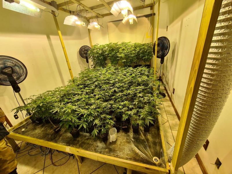 Planta&ccedil;&atilde;o de maconha foi encontrada em casa no bairro Abra&atilde;o – Foto: Divulga&ccedil;&atilde;o/PMSC