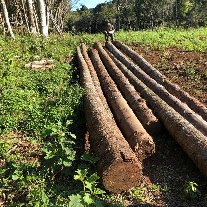 Santa Catarina foi o 4º estado que mais desmatou Mata Atlântica entre 2019 e 2020 – Foto: Divulgação/PMA