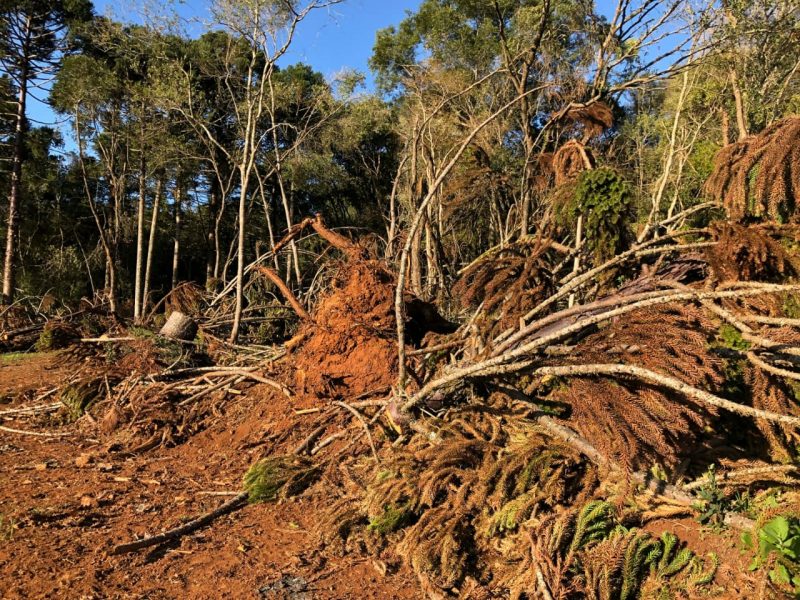Santa Catarina est&aacute; entre os cinco Estados que mais desmata a mata atl&acirc;ntica do Brasil – Foto: PMA/Divulga&ccedil;&atilde;o/ND