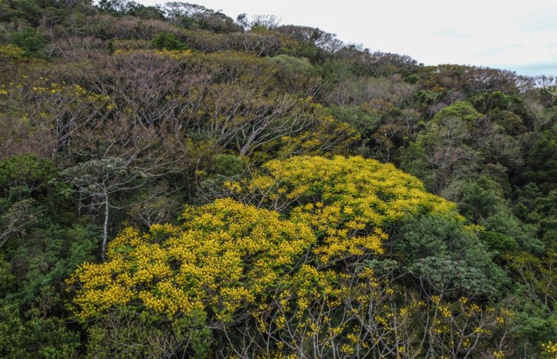 SC terá primavera diferente