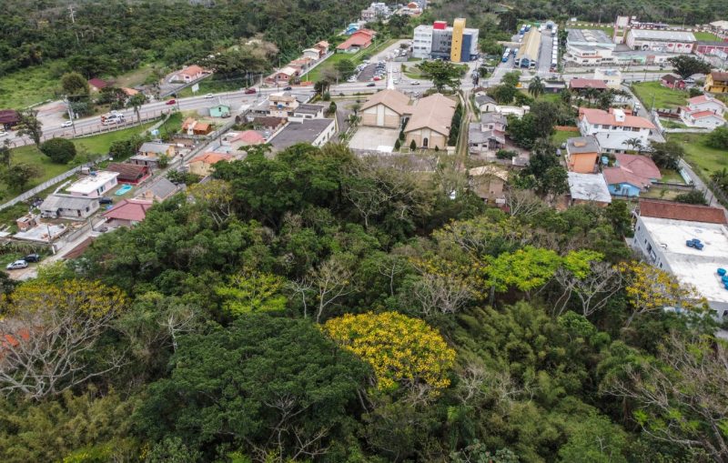 Garapuvus em Florian&oacute;polis – Foto: Anderson Coelho/ND