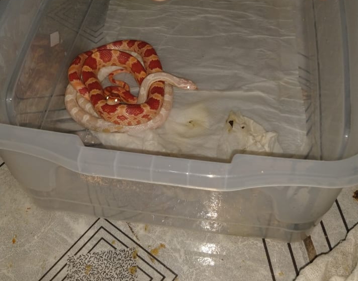 Animais vieram de S&atilde;o Paulo at&eacute; Joinville – Foto: Pol&iacute;cia Civil/Divulga&ccedil;&atilde;o