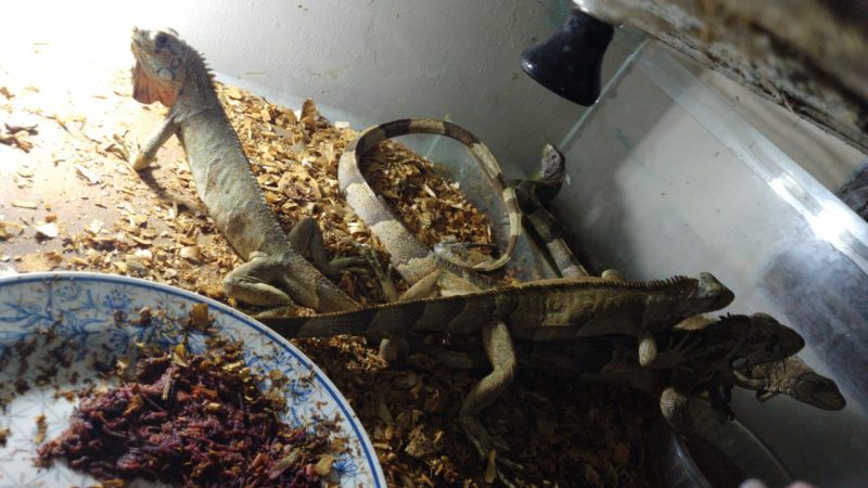 Entre os animais, estavam cinco iguanas – Foto: Pol&iacute;cia Civil/Divulga&ccedil;&atilde;o