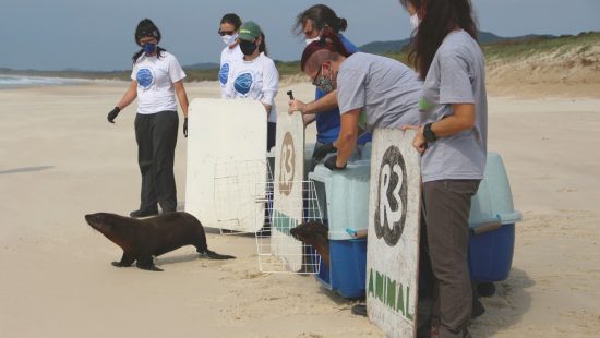 FOTOS: Lobos-marinhos são devolvidos à natureza após reabilitação, em Florianópolis