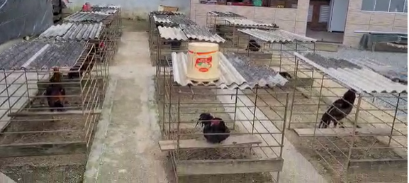 Pol&iacute;cia apreende 150 galos em opera&ccedil;&atilde;o contra maus tratos. – Foto: Reprodu&ccedil;&atilde;o/Pol&iacute;cia Civil