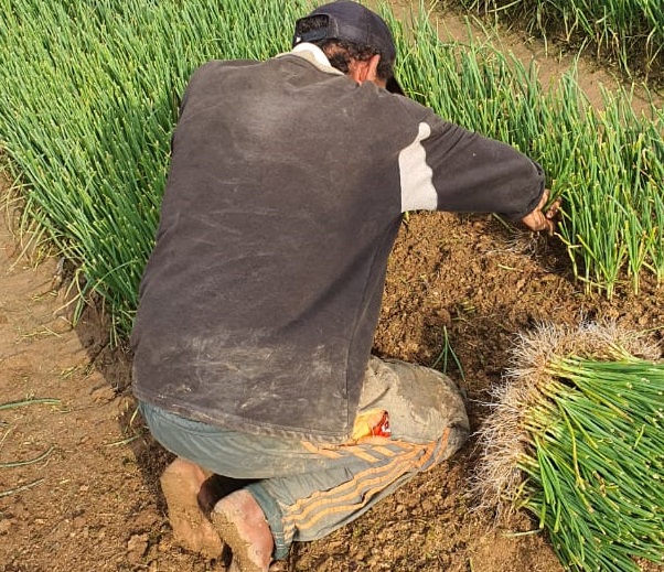 MPT encontra mais trabalhadores em situa&ccedil;&atilde;o irregular em Ituporanga e Imbuia, no Alto Vale do Itaja&iacute; – Foto: Divulga&ccedil;&atilde;o/ND/Arquivo