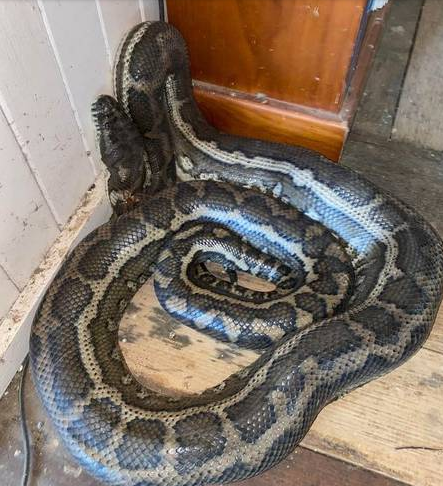 Cobras despencaram do teto da cozinha ap&oacute;s brigarem por f&ecirc;mea – Foto: Daily Mirror