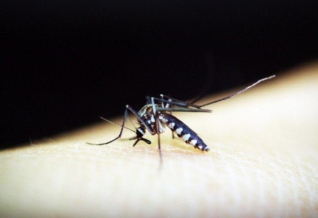 Joinville j&aacute; registrou cerca de 8,7 mil casos confirmados da dengue em 2020 – Foto: Pixabay/Reprodu&ccedil;&atilde;o