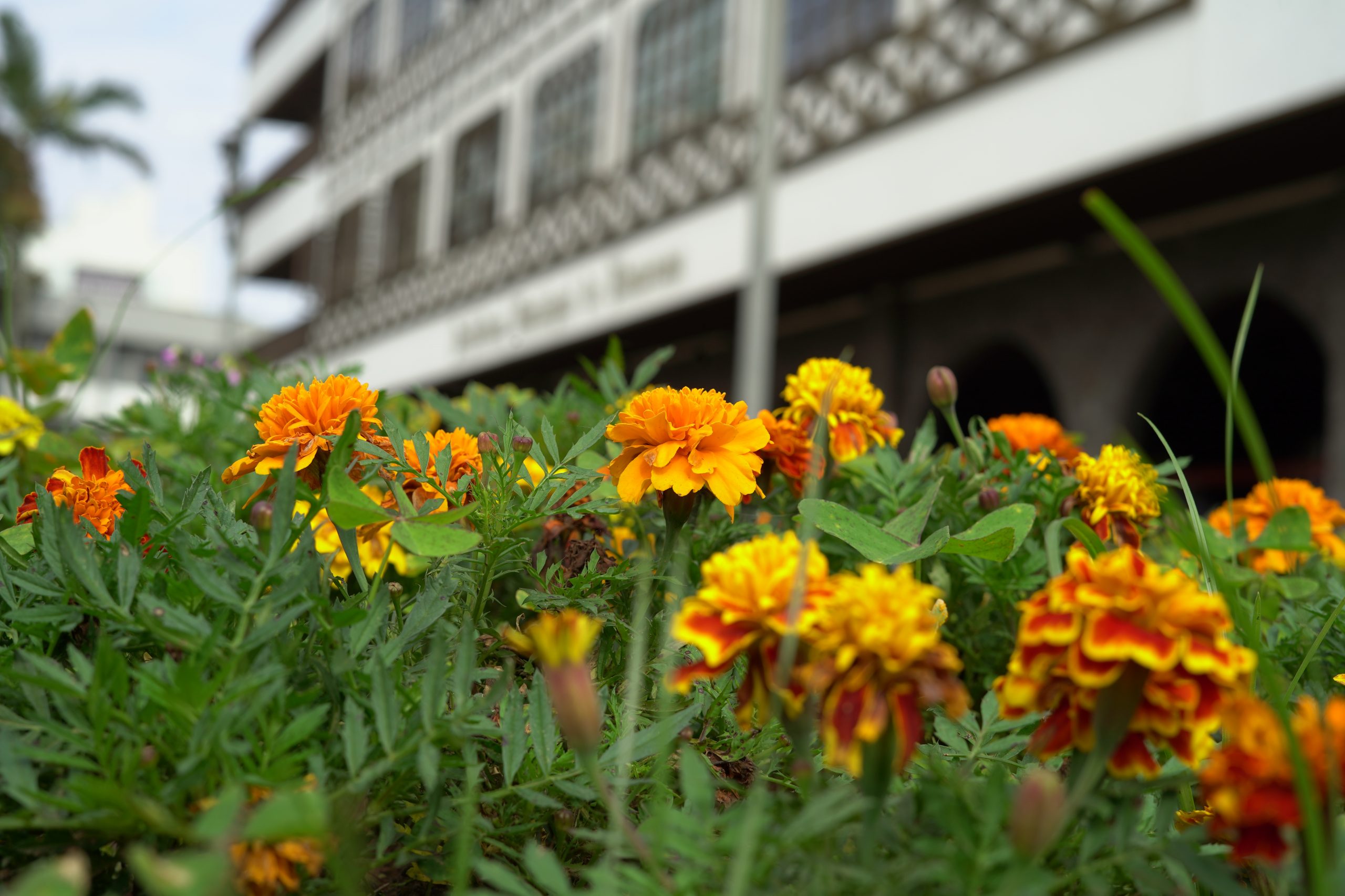 FOTOS Conheça e aprenda a identificar as flores típicas da primavera
