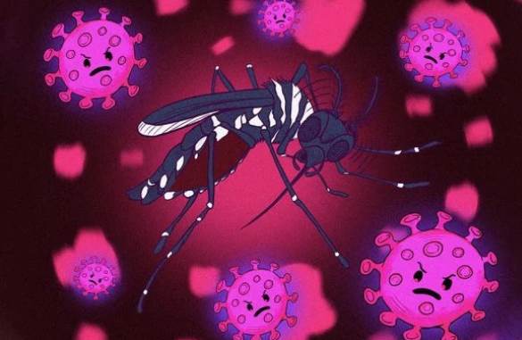 V&iacute;rus da dengue pode ter rela&ccedil;&atilde;o com o da Covid-19 – Foto: Yanka Rom&atilde;o/Metr&oacute;poles