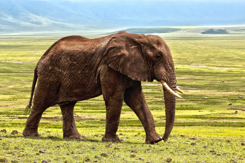 Foto de elefante caminhando sobre vasta vegetação