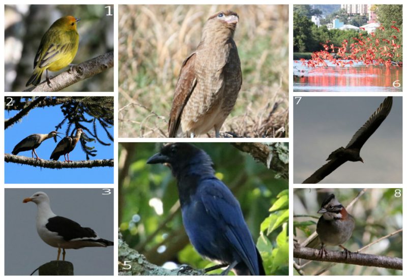 Can&aacute;rio-da-terra-verdadeiro (1), Carucaca (2), Gaivot&atilde;o (3), gavi&atilde;o-chimango (4), gralha-azul (5), guar&aacute;s (6), Urubu-de-cabe&ccedil;a-vermelha (7), tico-tico (8). Registros feitos por Ros&aacute;rio – Foto: fotos