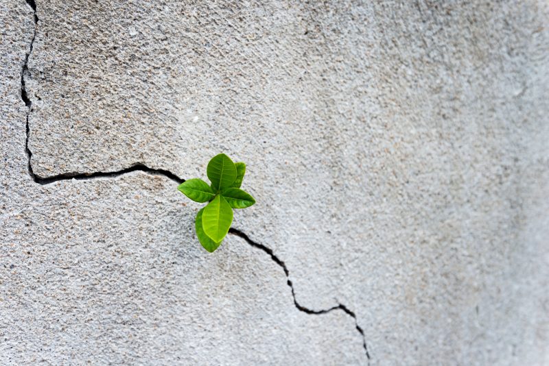 Small plant growing on concrete wall. – Foto: Getty Images/iStockphoto/ND