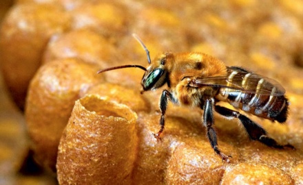 Abelhas – Foto: Divulgação/ND