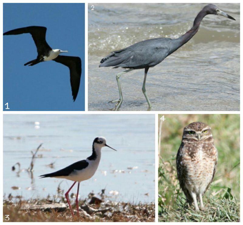 Tesour&atilde;o (1), gar&ccedil;a-morena (2), pernilongo (3) e a coruja do campo (4): esp&eacute;cies que Lenir registrou em seu livro de 1996 – Foto: Lenir Alda do Ros&aacute;rio/Divulga&ccedil;&atilde;o/ND