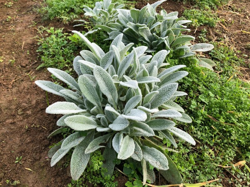 Popularmente chamado de Peixinho, Stachys Byzantina tamb&eacute;m &eacute; uma PANC – Foto: Artur Bezerra