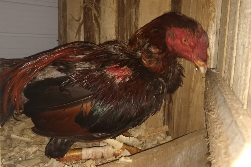 Cerca de 19 aves foram encontradas no local onde eram realizadas as rinhas – Foto: Divulga&ccedil;&atilde;o / Pol&iacute;cia Militar de Pomerode