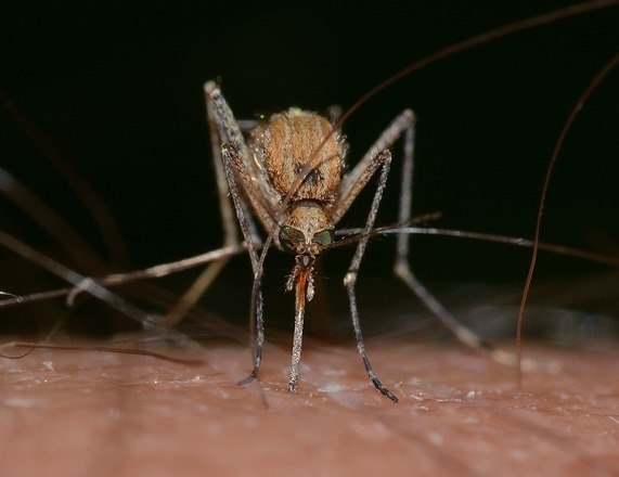Quarta morte por dengue em Santa Catarina e acende alerta