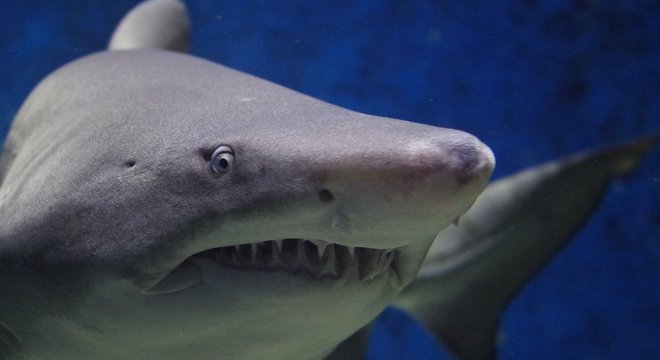 Esqualeno est&aacute; presente em algumas das candidatas &agrave; vacina contra a Covid-19, segundo o jornal Daily Mail – Foto: Pixabay