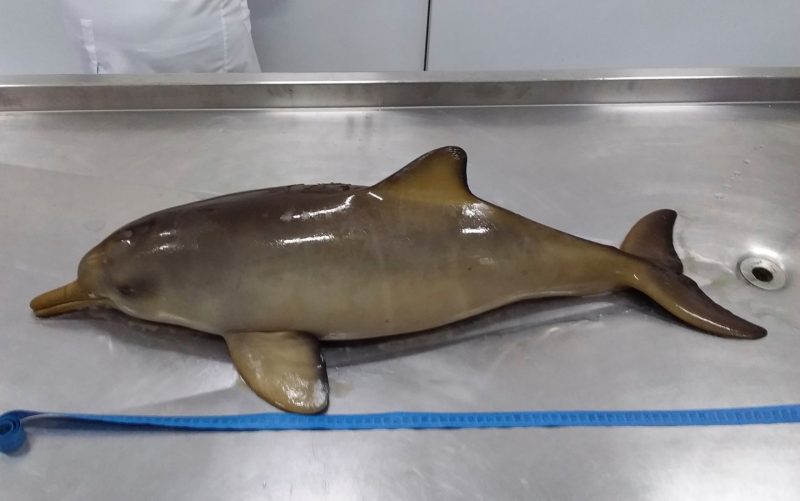 Filhotes de toninha podem ter morrido por asfixia ou afogamento – Foto: R3 Animal/Divulga&ccedil;&atilde;o/ND